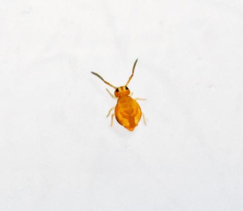 Réf. 335 866 : Sminthurinus aureus